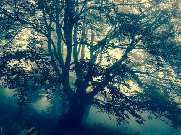 istock Trees in the Black Forest in Germany with fog. 1353052800