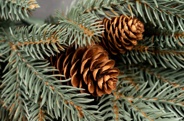 istock Christmas wreath with assorted evergreen boughs on gray concrete wall 1353052835