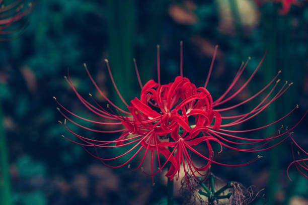 Red spider lily blooming in nature Red spider lily blooming in nature spider lily stock pictures, royalty-free photos & images
