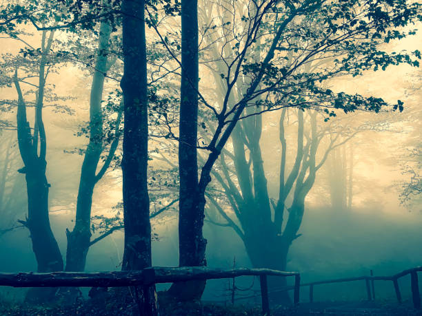 istock Path through the Black Forest in Germany with fog. 1353053505