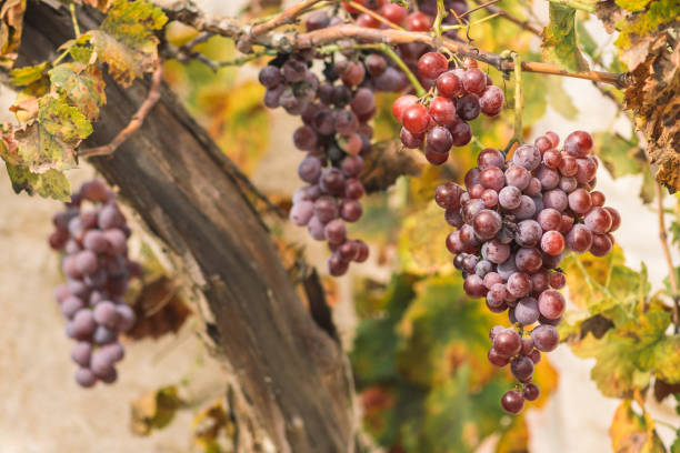 istock Beautiful red or black ripe grapes in autumn 1353053722