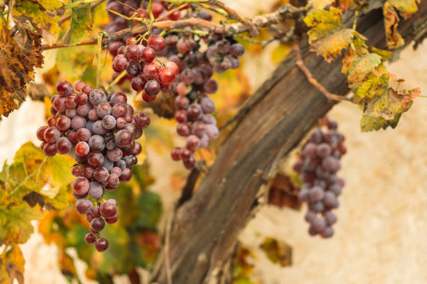 istock Beautiful red or black ripe grapes in autumn 1353053723