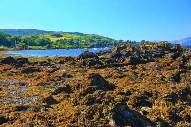 istock Coastal scenery on the island of Mull 1353053737