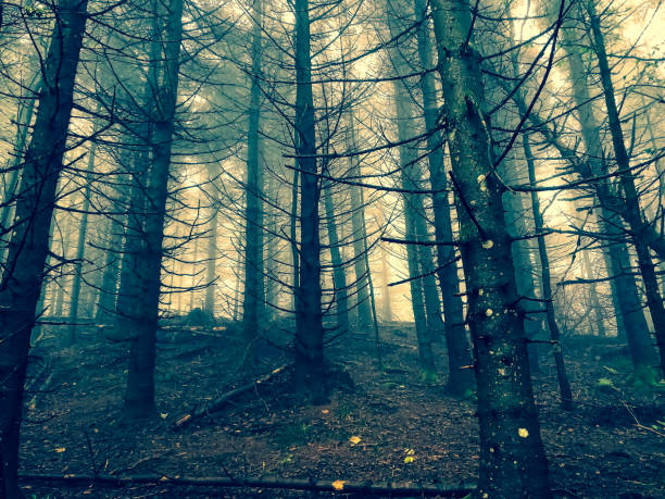 Black Forest with fog in Germany.