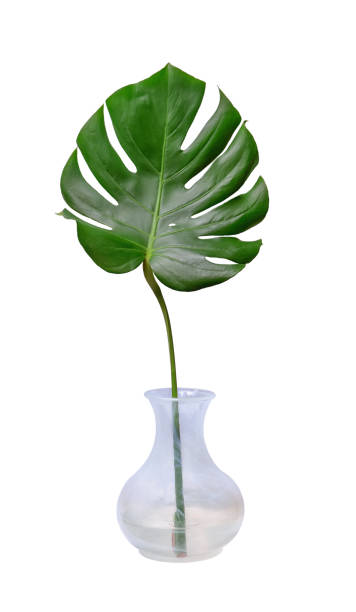 istock A monstera leaf in a vase isolated on a white background. 1353054023