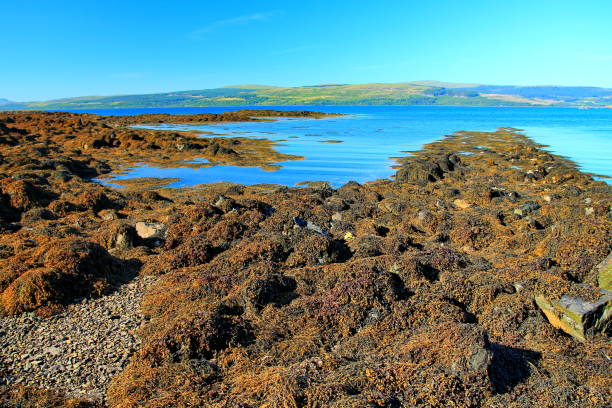 coastal scenery on the island of mull - 11193 imagens e fotografias de stock