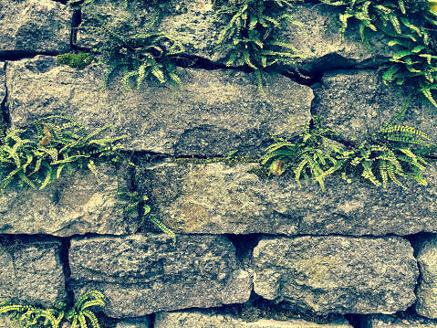Wall of stones with vegetation as texture or background.