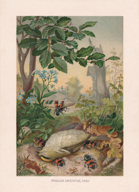 Dead goldcrest and burying beetles, chromolithograph, published in 1887 Dead goldcrest (Regulus regulus, or Regulus cristatus) and burying beetles (Nicrophorus vespillo). Chromolithograph after a watercolor by Emil Schmidt, published in 1887. dead bird stock illustrations