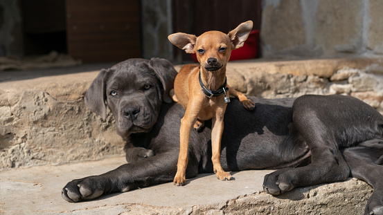 Two dogs...very different in breed and temperament who are best friends, standing in front of a door, lying on the stairs in a sunny day