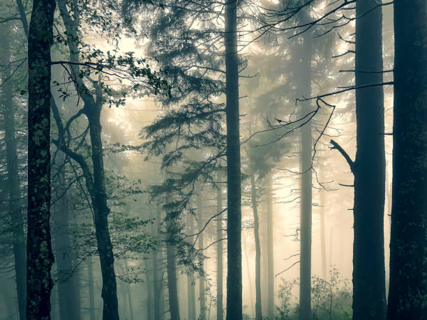 istock The Black Forest in Germany with fog. 1353056128