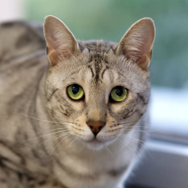 istock Portrait of a cute kitten silver bengal cat 1353056203