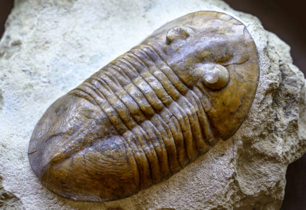 fossile de trilobite sur pierre, animal préhistorique éteint vivant dans les mers cambrienne et silurienne - trilobite photos et images de collection
