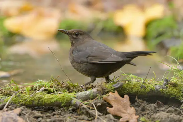 female blackbird in autumn
