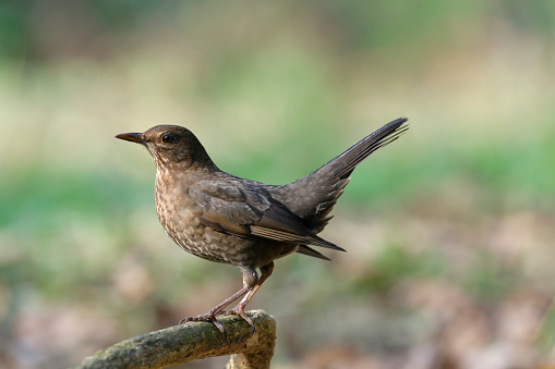 female blackbird