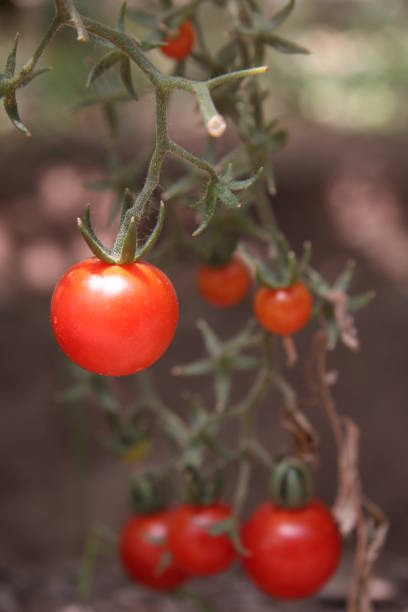 Different Varieties of Tomato Plant.