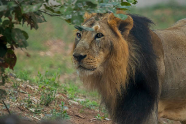 istock A lion in the zoo 1353058472