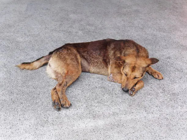 High Angle View of Lonely Brown Stray Dog Sleeping on the Floor