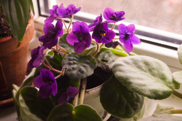 istock Violet Saintpaulias flowers commonly known as African violets 1353059301