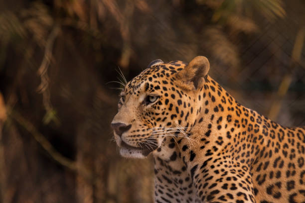 istock A close up of a leopard in a zoo 1353059369