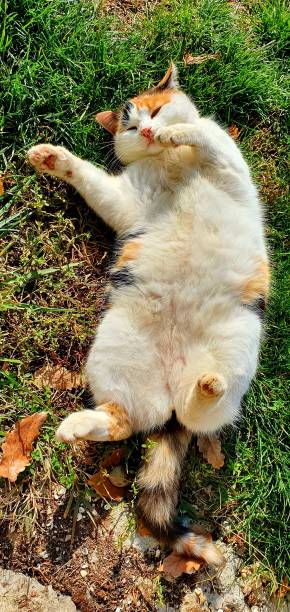 istock a fat cat enjoys the sun 1353059465