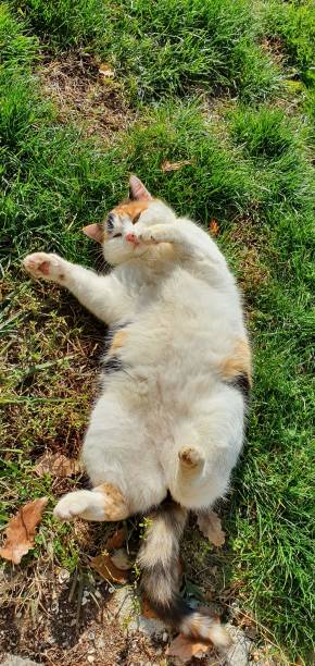 istock a fat cat enjoys the sun 1353059581