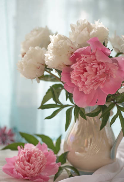 istock Still life with white and pink peonies in a white vase 1353062890