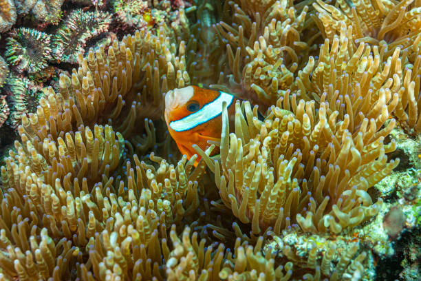 istock Clownfish or anemonefish in closeup 1353063720