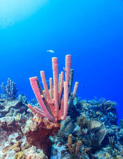 istock Caribbean coral garden 1353063855