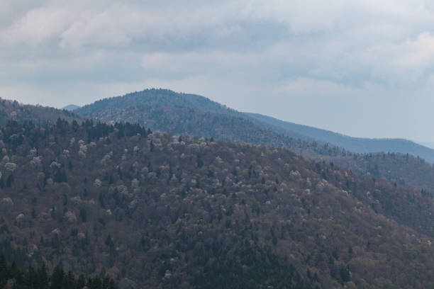 istock Spring Landscape near the Blue Ridge Parkway, NC 1353063869
