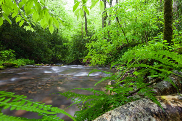 istock Fires Creek, Nantahala National Forest, NC 1353064083