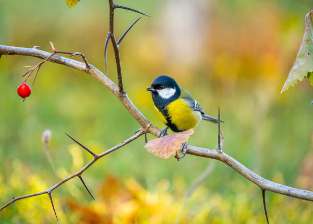 istock A bluebird bird sits on a prickly branch with red berries on a blurry autumn background 1353064952
