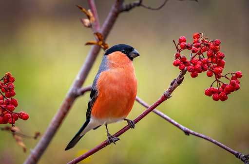 Male bullfinch in close-up sitting on a rowan branch with red berries