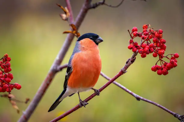 Male bullfinch in close-up sitting on a rowan branch with red berries