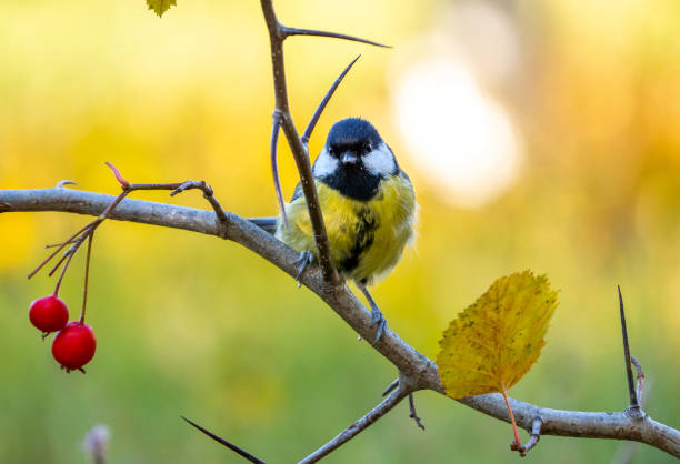 istock A bluebird bird sits on a prickly branch with red berries on a blurry autumn background 1353065125