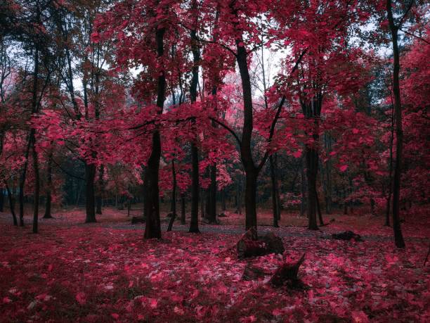 Strange mysterious forest in pink color. Ethereal autumn forest, magical morning in the woods. Atmospheric landscape for background.
