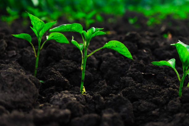 istock young pepper sprouts sprout from rough, clotted soil 1353065370