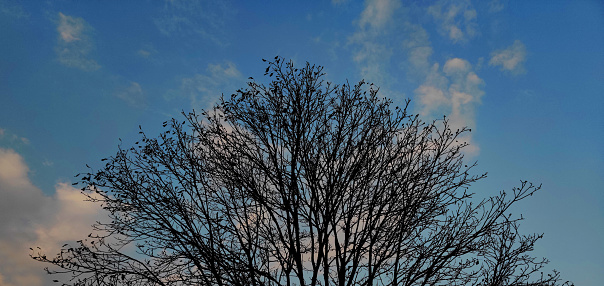 Trees against blue sky, silhouette of tree, trees background.