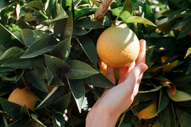 istock Farmers hand picking oranges in orchard 1353066796