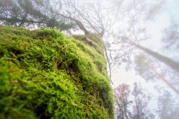istock Old big oak tree, the trunk covered with green moss. Bottom view, fog 1353067551