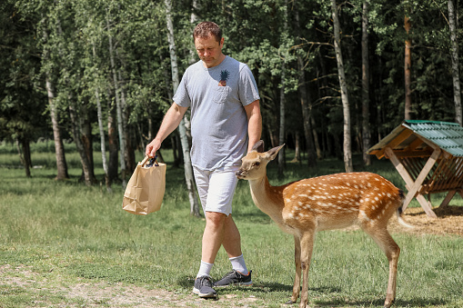 A man feeding cute spotted deer bambi at contact zoo. Happy traveler man enjoys socializing with wild animals in national park in summer.