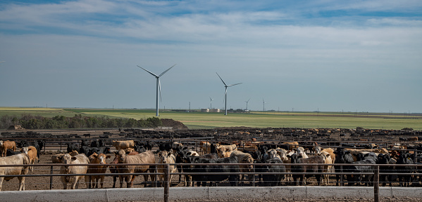 Cattle in a feedlot in Colorado, with wind turbines and blue sky in the background