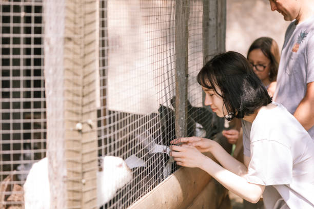 istock A girl feeds rabbits on a farm 1353070253