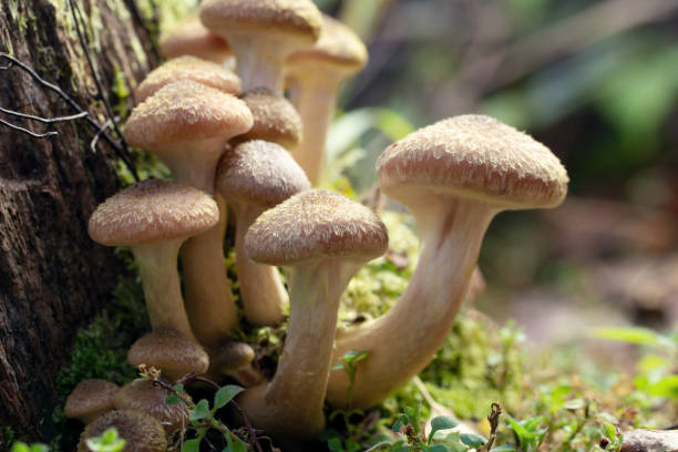 famille d’agarics de miel sur une souche moussue dans la forêt d’automne - gallica rose photos et images de collection