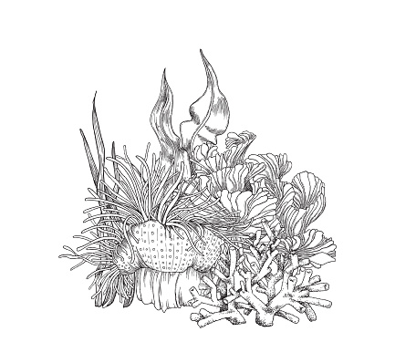 Coral reef and laminaria seaweed in hand drawn sketch style - vector illustration isolated on white background. Monochrome underwater life elements.