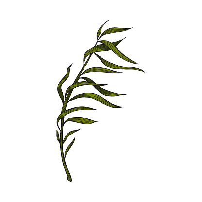 Ocean seaweed plant with long leaves, colored hand drawn vector illustration isolated on white background. Underwater bottom ocean or sea seaweed or algae grass.