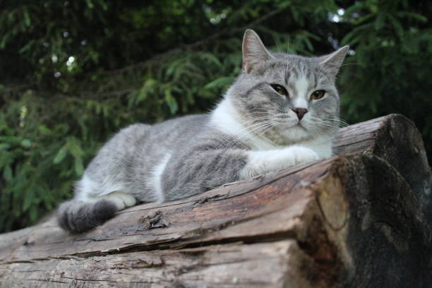 istock grey cats of British breed close-up outdoors on logs 1353074604