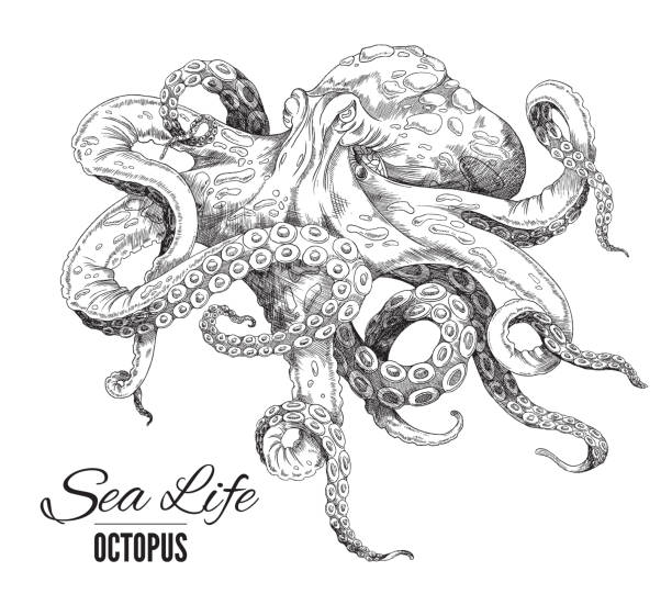 oktopus ist handgezeichnet. vektorskizze illustration von detailliert gezeichneten realistischen schwarz-weiß-oktopus isoliert auf weißem hintergrund. - octopus tentacle isolated white stock-grafiken, -clipart, -cartoons und -symbole