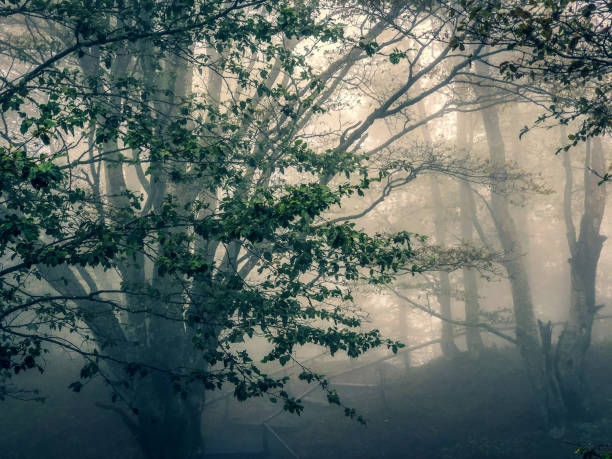 istock Path through the Black Forest in Germany with fog. 1353075681