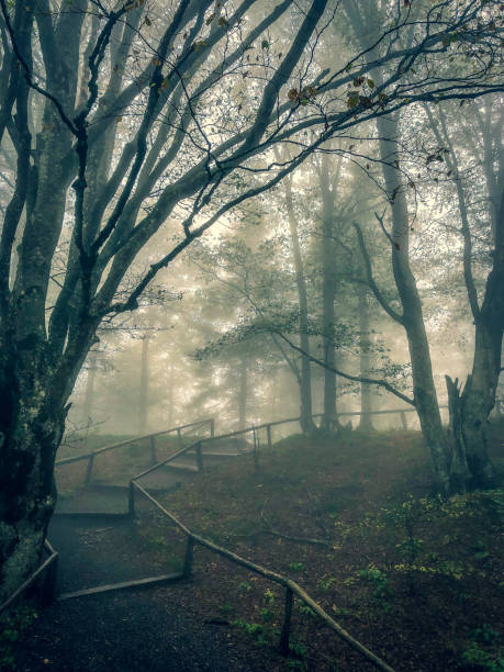 istock Path through the Black Forest in Germany with fog. 1353075727