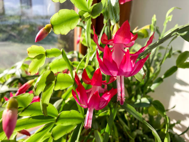 istock Blooming Christmas cactus or Thanksgiving cactus 1353076497